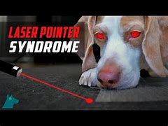 Image result for Dog Shooting Lasers