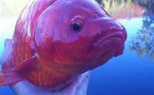 Image result for What's the Biggest Fish