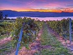 Image result for Wine Country Sunset Photos