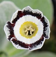 Image result for Primula auricula Colonel Champney