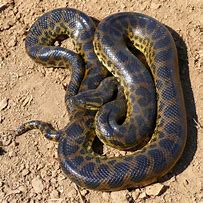 Image result for Yellow Anaconda