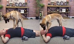 Image result for Dog Giving CPR