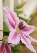 Image result for Clematis with White and Purple Stripe Flowers