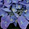 Image result for Hydrangea macrophylla Blaumeise