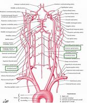 Image result for Vertebral Artery Course