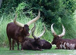 Image result for Ankole Cows in Uganda