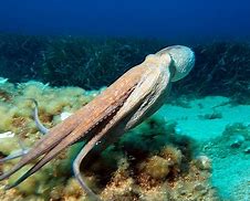 Image result for Octopus Creature