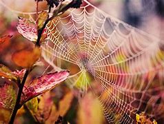 Image result for Web Wallpaper HD