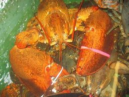 Image result for 40 Lb Lobster