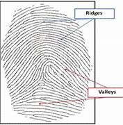 Image result for Fingerprint Ridges