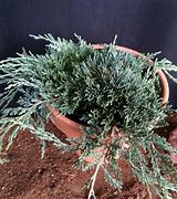 Image result for Juniperus horizontalis Icee Blue