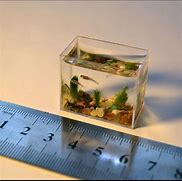 Image result for World's Smallest Fish Tank