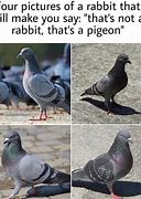 Image result for Pigeon Shit Meme