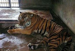 Image result for Mauled by Tiger