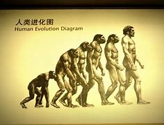Image result for Human Evolution Diagram