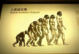 Image result for Human Evolution iPhone