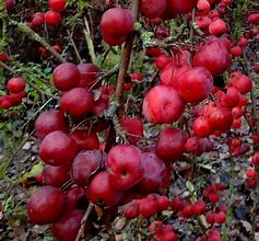 Image result for Crabapple Trees with Edible Fruit