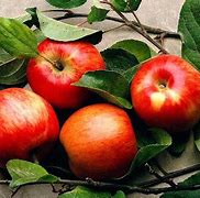 Image result for Apple Fruit Wallpaper HD