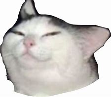 Image result for Cat Face Meme Transparent