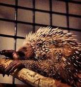 Image result for Cute Baby Porcupine