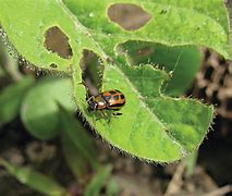 Image result for "bean-leaf-beetle"