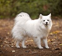 Image result for Most Fluffy Dog Breeds