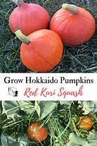 Image result for Kuri Pumpkin