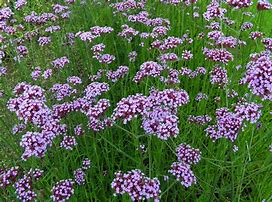 Image result for Tall Verbena