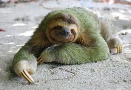 Image result for Green Sloth