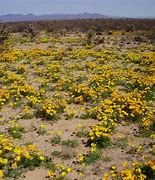 Image result for South West Desert Wildflowers