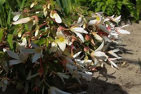 Image result for Begonia Bertinii boliviensis Santa Barbara