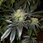 Image result for Weed Seed Kush