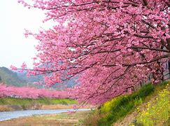 Image result for Japan Flower Season