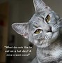 Image result for Funny Cat Jokes