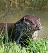 Image result for River Otter Teeth