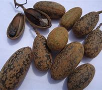 Image result for Cedrela Odorata Seed
