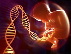 Image result for Baby Genetics