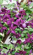 Image result for Nursery Purple Clematis