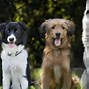 Image result for Medium Size Dog Pictures