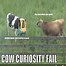 Image result for Funny Cow's Milk