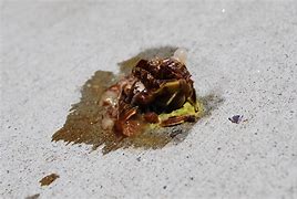 Image result for Squished Snail