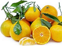 Image result for Satsuma Tangerine
