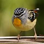 Image result for Spotted Pardalote Bird