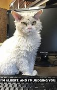 Image result for White Cat Would Meme
