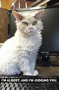 Image result for Weird White Cat Meme