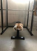 Image result for Cat in Gym