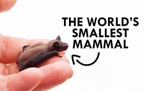 Image result for Bumblebee Bat Smallest Animal