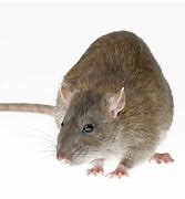 Image result for Rat Pictuture