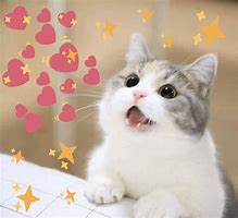 Image result for Wholesome Memes Hearts Cat