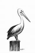 Image result for Brown Pelican Outline